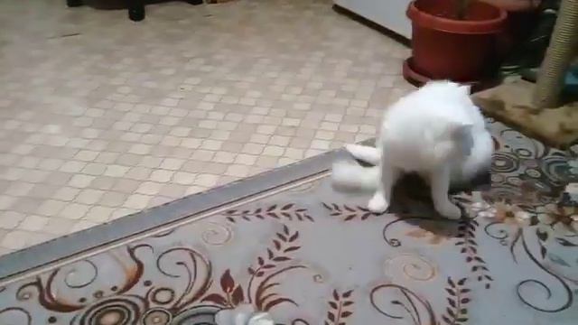 Йорк.Охота на белого льва. смотреть онлайн