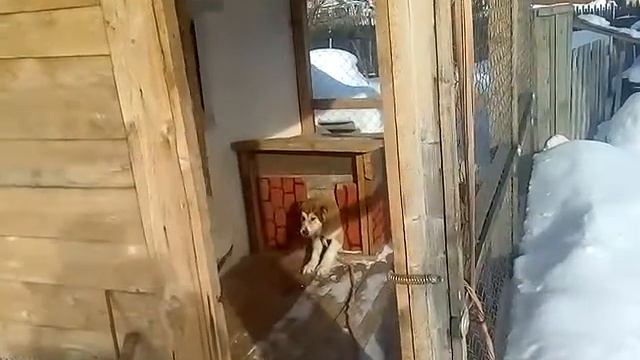 Кормление алабая. смотреть онлайн