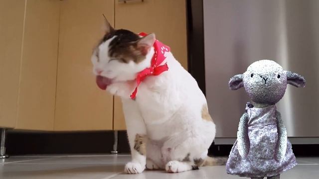 Kediler: Pamuk Kuzu’nun En Sevimli Arkadaşları