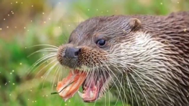 ऊदबिलाव के बारे में 22 रोचक तथ्य || Interesting Facts About Otter In Hindi