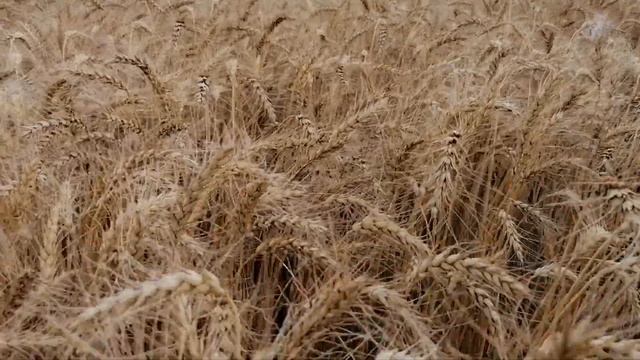 11.08.20. Яровая пшеница 69ц./га, сорт Корнетто (уборка). смотреть онлайн