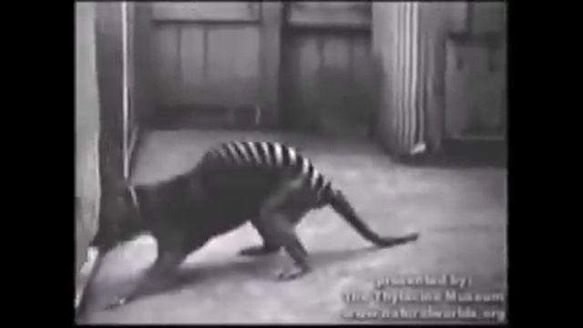 Le thylacine / loup marsupial / loup de Tasmanie / tigre de Tasmanie / Сумчатый волк смотреть онлайн