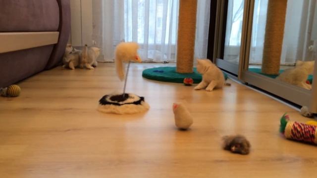 Котята британские серебристые шиншиллы от питомника White Angel смотреть онлайн