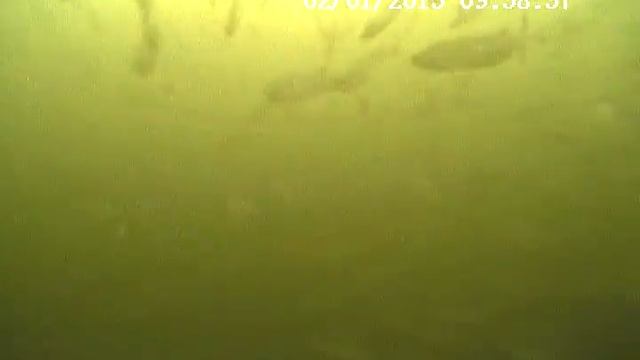 Aqua Vu много рыбы смотреть онлайн