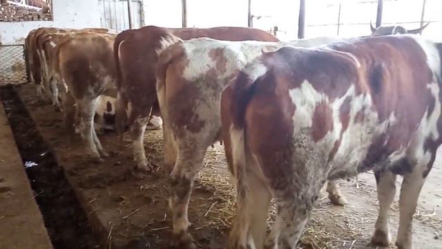 BO'G'OZ SIGIRLARIMIZ SOTILADI ☎️ 993042948 SMENTAL SHVET POLSHA GOLLAND GALISHTIN SIGIRLAR смотреть онлайн