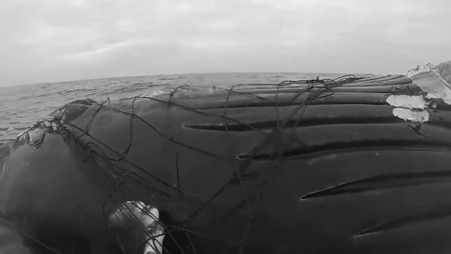 This Fisherman Hooked In The Scariest Creature смотреть онлайн