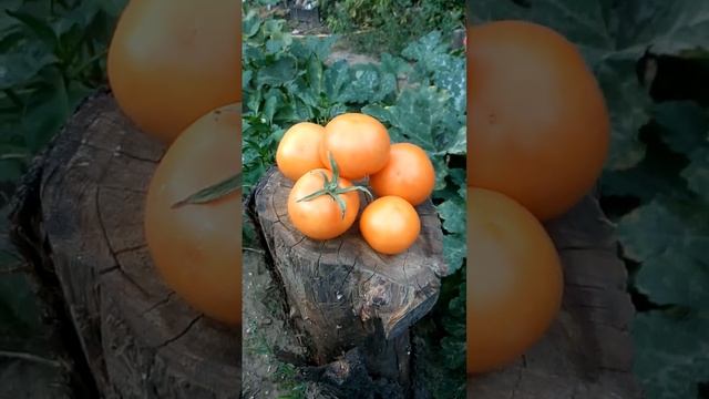 Вкусный солнечный томат Кубинский сладкий смотреть онлайн