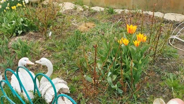 Как цветут нарциссы... смотреть онлайн