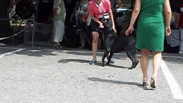 Монопородная выставка кане-корсо - 10.08.2014 в Ессентуках смотреть онлайн