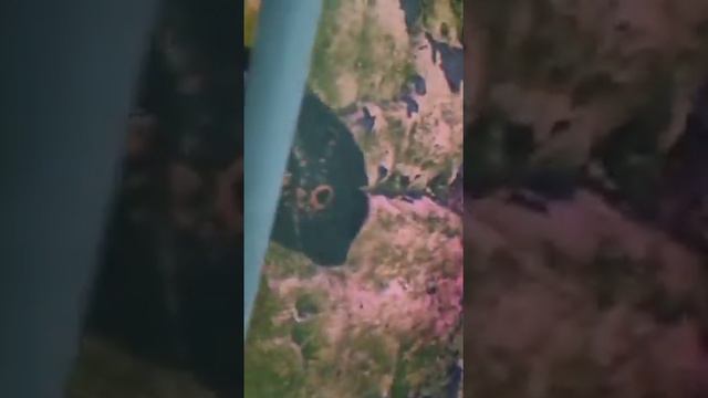 Естественный отбор в пресном аквариуме.Natural selection of Cyclides from a freshwater aquarium. смотреть онлайн