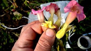 Сбор семян ТАБАКА осенью. Укрывать ЦВЕТОНОС или НЕТ? Часть 1.