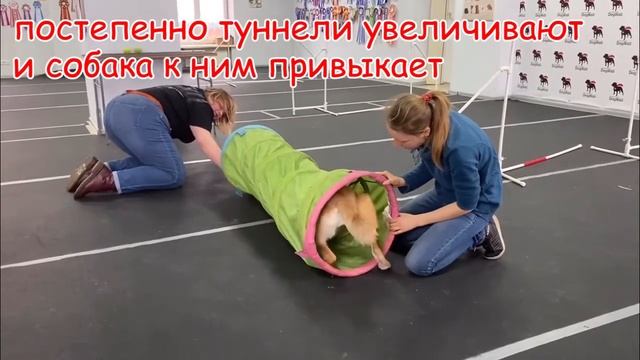 Туннели: препятствие в аджилити для собак смотреть онлайн