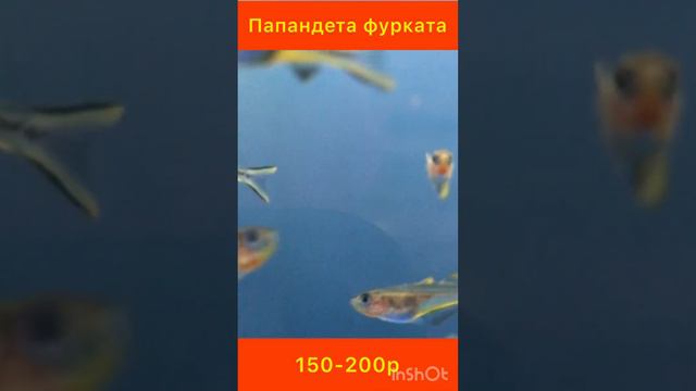 Мирные аквариумные рыбки смотреть онлайн