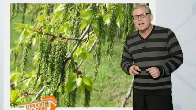 Рубрика "Спросите дядю Вову": почему осина всегда дрожит? смотреть онлайн