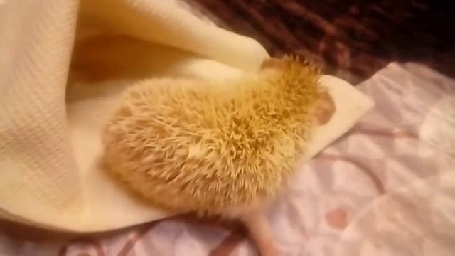 Африканский карликовый еж "Мася" - наш новый питомец. смотреть онлайн