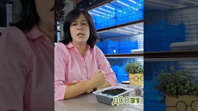 Как правильно сеять? смотреть онлайн