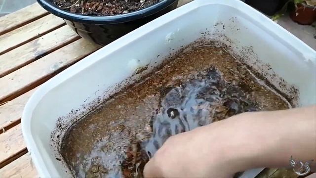TRATANDO DE RECUPERAR MI PLANTA INSECTÍVORA NEPENTHES HOOKERIANA смотреть онлайн