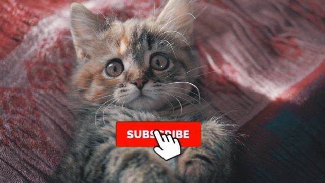 Facts About Burmese Cats - The Perfect Breed? смотреть онлайн