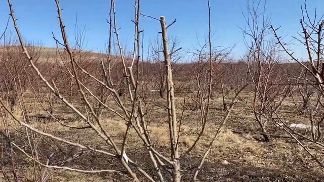 Груша. Весенняя прививка взрослого дерева. смотреть онлайн