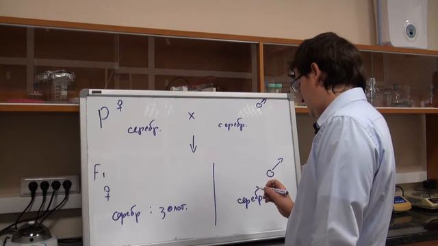 Сцепленное с полом наследование Разбор задачи №6.6 "Курицы" смотреть онлайн