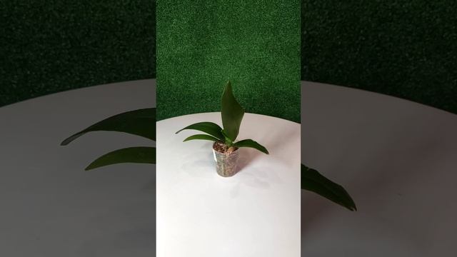 Орхидея бабочка Green World Snakeskin смотреть онлайн