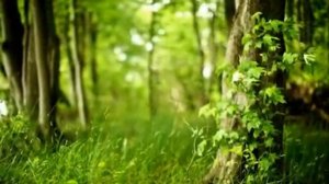 Гимн Экологии