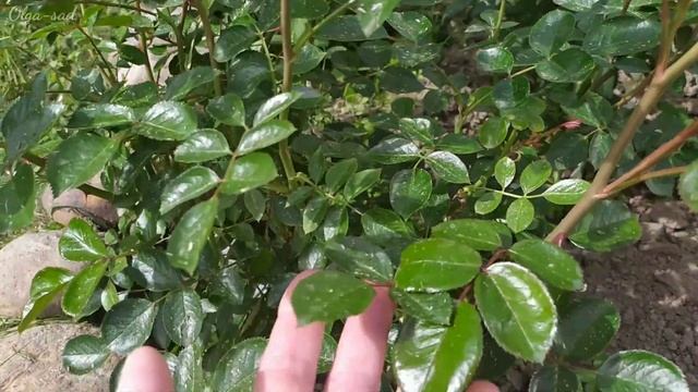 Зацветают розы.Кто лидирует в этом году? смотреть онлайн