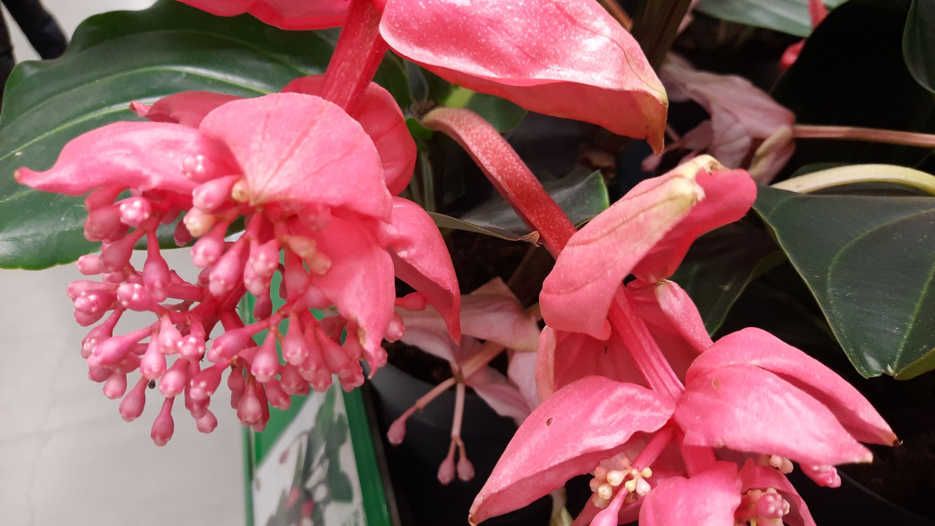 ОРХИДЕИ С УЦЕНКОЙ В БАУ ЦЕНТРЕ.//30.03.24// смотреть онлайн