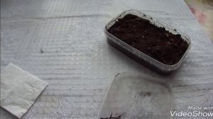 Жук-Носорог! Поймали Жука, интересная история!