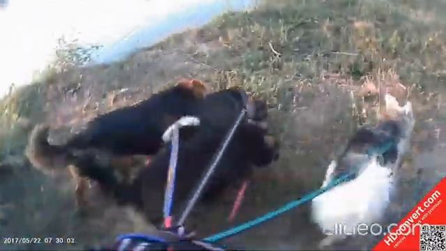 я и мой любимый пес смотреть онлайн