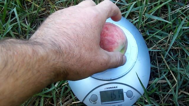 Сорт персика киевский ранний смотреть онлайн