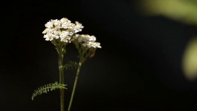Dan Gibson’s Solitudes - The Comfort of Home | Lakeside Retreat смотреть онлайн