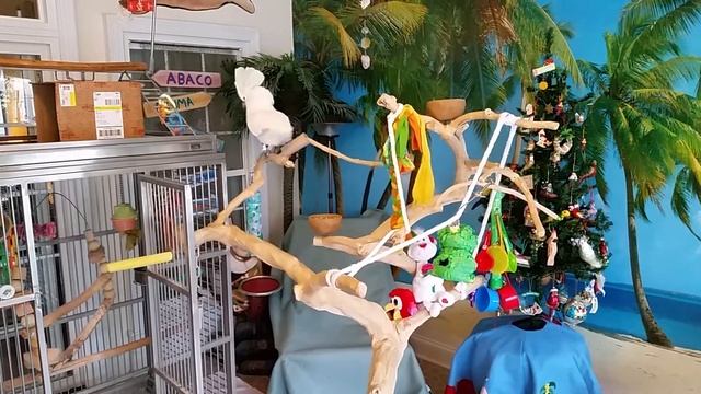 Bobby has an invader in his Java tree! смотреть онлайн