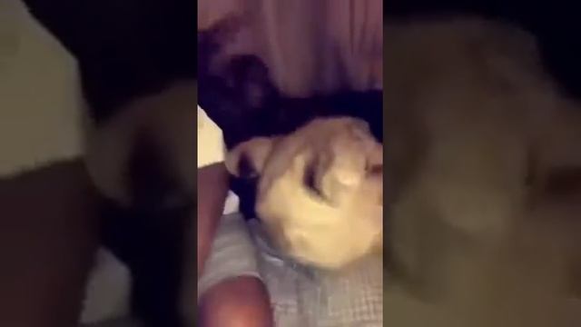 обезьяна тигр смотреть онлайн