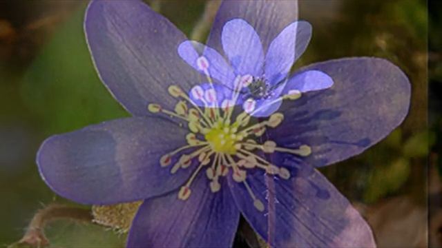 Вера Вярба Пралеска смотреть онлайн