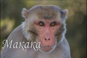 Макака