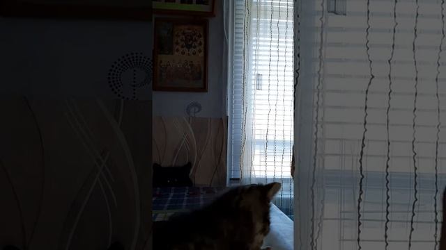 Полуторамесячный котёнок впервые пробует мясо смотреть онлайн