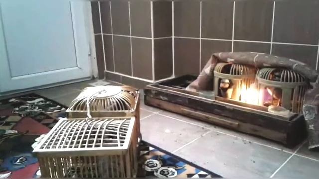 KEKLİK HENGAMESİ | partridge суматоха куропаток- اضطراب الحجل - قتال الحجل - صوت الاحتجاج смотреть онлайн