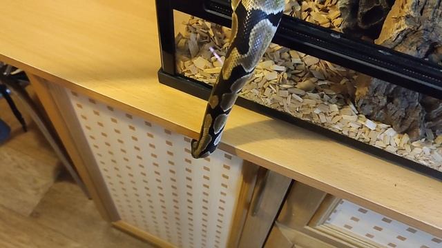 Наш необычный домашний питомец - КОРОЛЕВСКИЙ ПИТОН смотреть онлайн