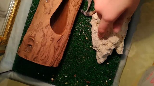 Уход за эублефарами смотреть онлайн