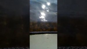 Лодка с мотором от бензопилы, самодельный мотор для лодки