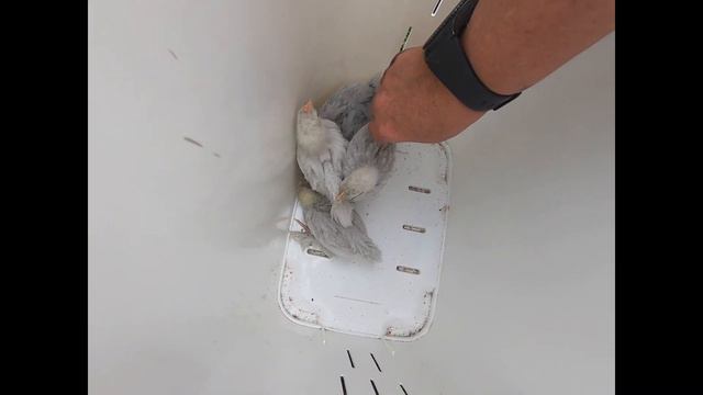 🎬 34 -#Lavender Pekin Bantams , Chick progress Update смотреть онлайн