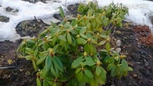 Рододендроны после зимы. Что с ними случилось?