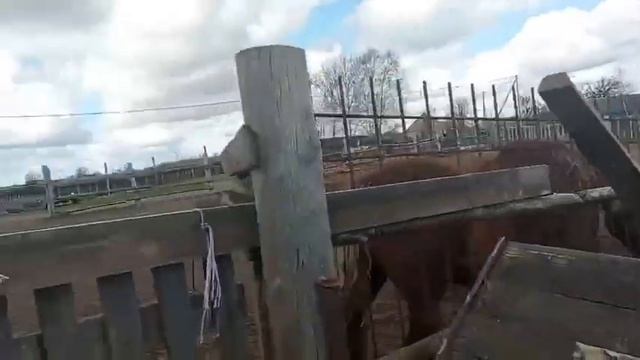 Жеребец остался доволен после этого смотреть онлайн