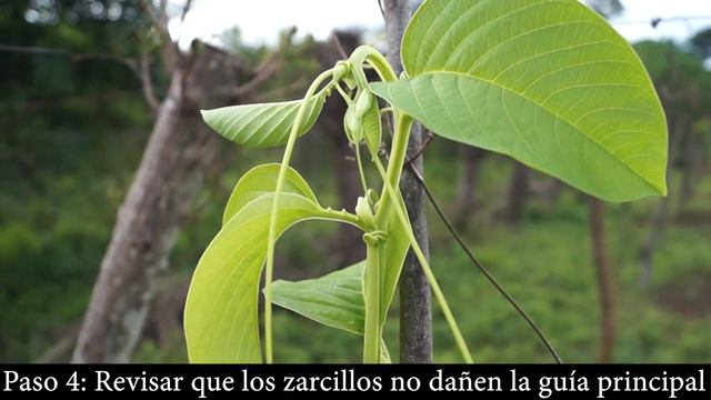 Poda de guía en el cultivo de granadilla смотреть онлайн