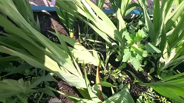 Гладиолусы. Перпл флора.Мон Амур, Пассос. Цветение. ИМ Первые семена смотреть онлайн