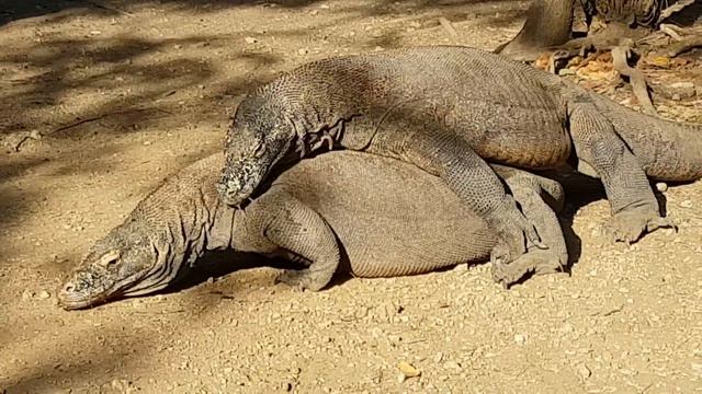 Komodo Dragons Mating. Komodo Islands Indonesia