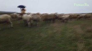 Разведение овец. Бизнес идея на миллион. часть 2