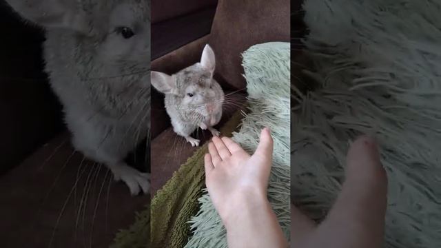 Как приручить шиншиллу к рукам ? смотреть онлайн