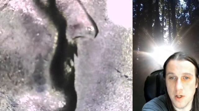 SOLD on Ebay 1955 P Franklin Half Dollar PCGS MS 65 41913743 ? Bugs Bunny ? смотреть онлайн